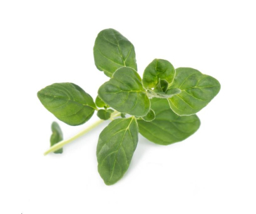 Lingot Oregano - BIO